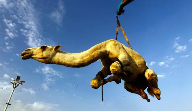 Keunikan dari tradisi Idul Adha dari 12 negara