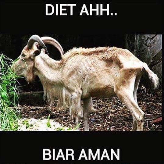 17 Meme kocak curhatan kambing jelang hari eksekusi
