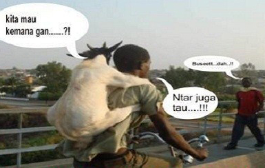 17 Meme kocak curhatan kambing jelang hari eksekusi