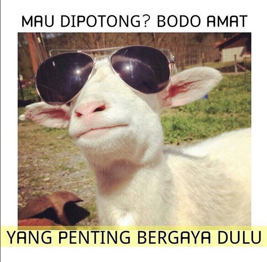 17 Meme kocak curhatan kambing jelang hari eksekusi