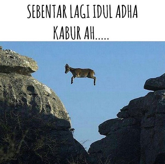 17 Meme kocak curhatan kambing jelang hari eksekusi