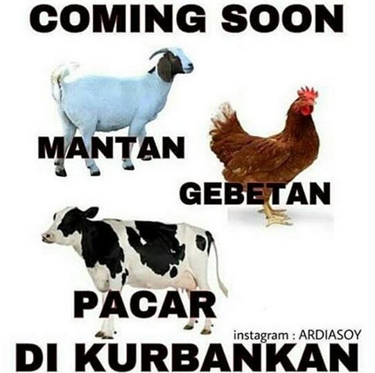 17 Meme kocak curhatan kambing jelang hari eksekusi