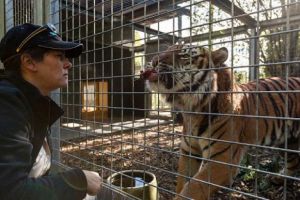 Akhir tragis para pawang hewan, tewas diserang hewan yang dirawatnya