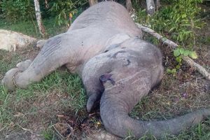 Gajah Yongki dibunuh & dicuri gadingnya, netizen marah!