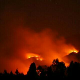 Hutan di Gunung Sindoro terbakar hebat