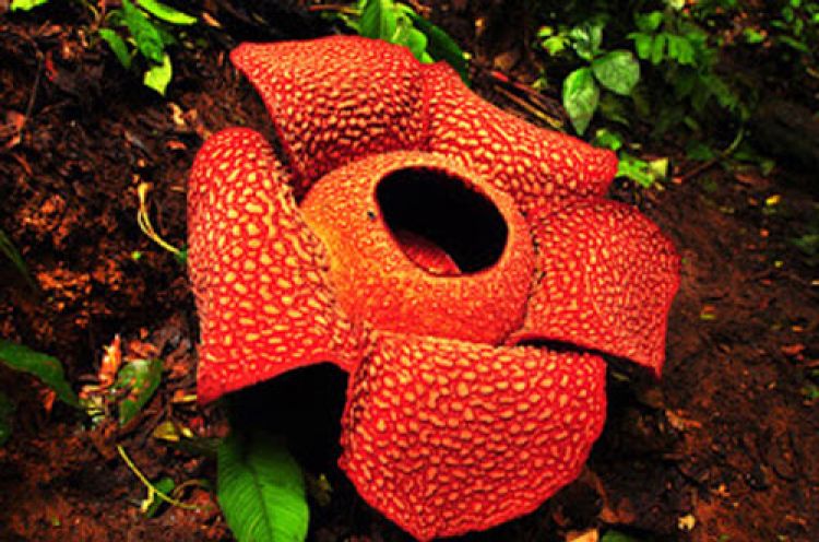 Berasal mana dari rafflesia bunga Rafflesia, Bunga