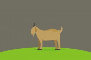 Kamu harus tiru keberanian kambing ini, lawan sapi pun nggak mundur!