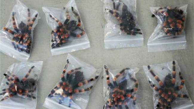 14 Barang paling gila yang dibawa masuk ke pesawat  14 Barang paling gila yang dibawa masuk ke pesawat