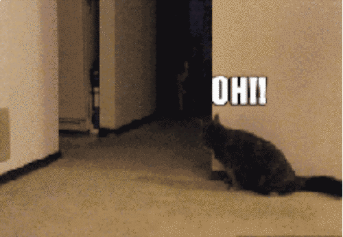 16 Kelakuan jahil kucing yang bikin gemes 