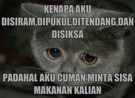 16 Kelakuan jahil kucing yang bikin gemes 