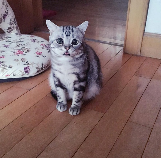 16 Kelakuan jahil kucing yang bikin gemes 