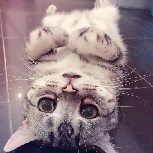 16 Kelakuan jahil kucing yang bikin gemes 