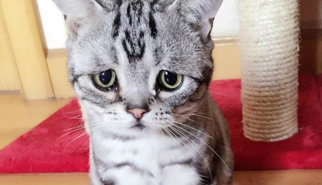 16 Kelakuan jahil kucing yang bikin gemes 