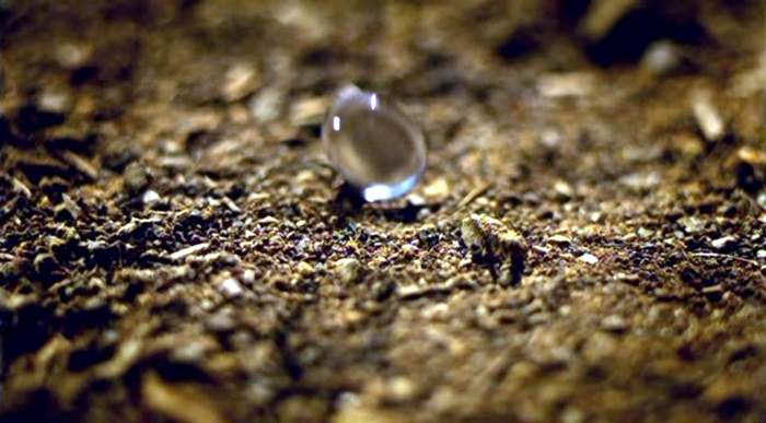 Semerbak bau-bauan ini meski tidak wangi, tapi kamu senang menciumnya Semerbak bau-bauan ini meski tidak wangi, tapi kamu senang menciumnya