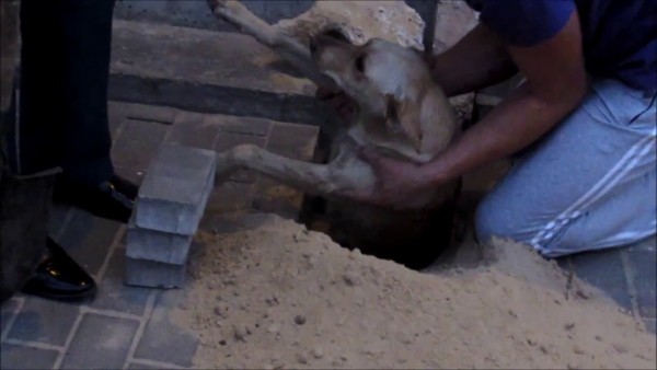 Suaranya buat merinding, warga yang penasaran dikejutkan penampakannya