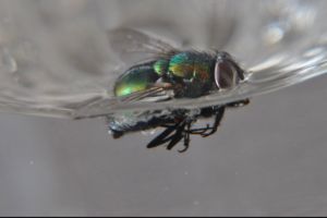 Penjelasan ilmiah lalat harus dicelup semua jika ingin aman bakteri 