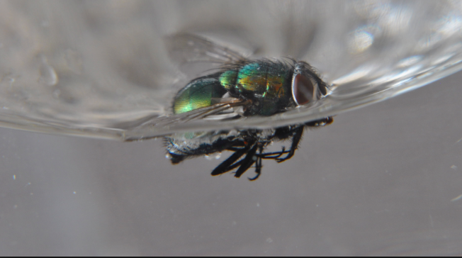 Penjelasan ilmiah lalat harus dicelup semua jika ingin aman bakteri 