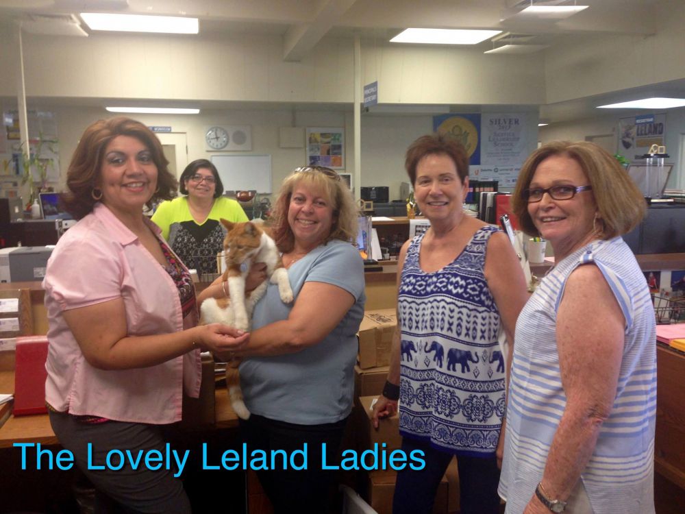 Saban hari mondar-mandir di sekolahan, kucing ini punya kartu pelajar