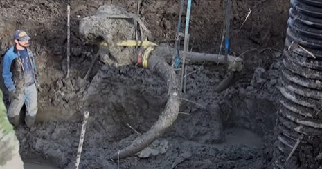 Mencangkul ladang kedelai, petani temukan fosil mammoth