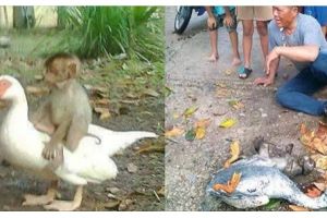 Bebek dan monyet ini berteman sejati, keduanya hidup dan mati bersama