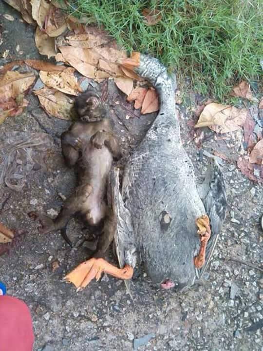 Bebek dan monyet ini berteman sejati, keduanya hidup dan mati bersama Bebek dan monyet ini berteman sejati, keduanya hidup dan mati bersama