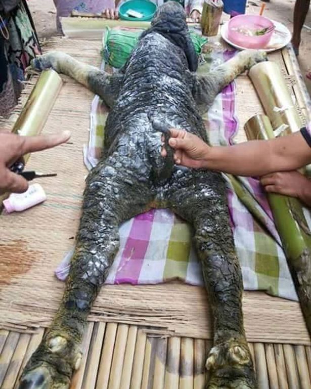 Aneh, ada hewan berkepala buaya tapi berbadan kerbau! Kok bisa ya? Aneh, ada hewan berkepala buaya tapi berbadan kerbau! Kok bisa ya?