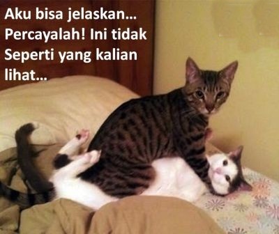 20 Hal ini cuma dirasakan orang yang pelihara kucing, ya nggak?