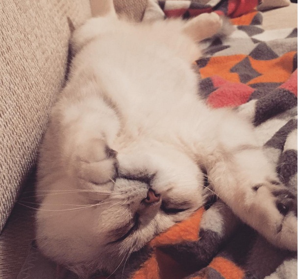 20 Hal ini cuma dirasakan orang yang pelihara kucing, ya nggak?