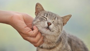 20 Hal ini cuma dirasakan orang yang pelihara kucing, ya nggak?