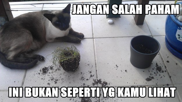 20 Hal ini cuma dirasakan orang yang pelihara kucing, ya nggak?