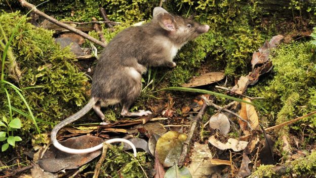 Spesies baru tikus ditemukan di Indonesia, punya hidung mirip babi!
