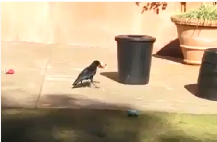 Video 39 detik perlihatkan burung buang sampah pada tempatnya