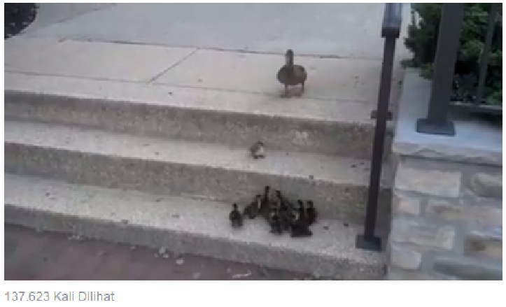 Mungkin inilah yang dinamakan terjatuh lalu bangkit lagi