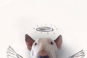 Kreatif!! Anjing dan tembok putih jadi inspirasi karya yang luar biasa