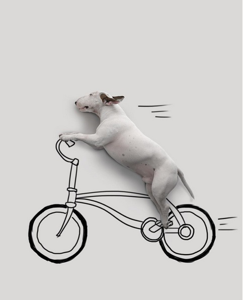 Kreatif!! Anjing dan tembok putih jadi inspirasi karya yang luar biasa