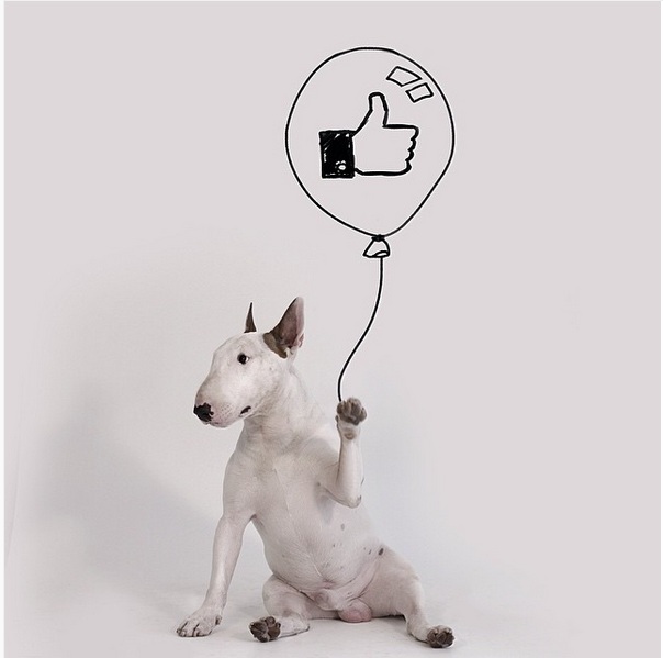 Kreatif!! Anjing dan tembok putih jadi inspirasi karya yang luar biasa