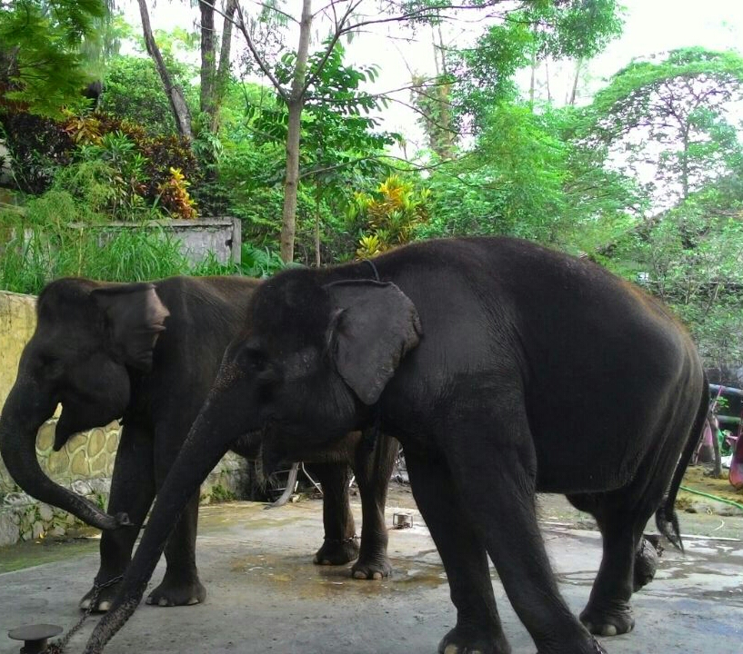 Kisah pawang gajah, ditabrak gajah yang ia mandikan 3 kali sehari