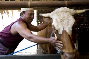 Percaya atau tidak, sapi juga butuh spa & ada tukang pijat khusus