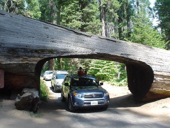 Terowongan-terowongan ini terbentuk dari pohon tumbang, keren!