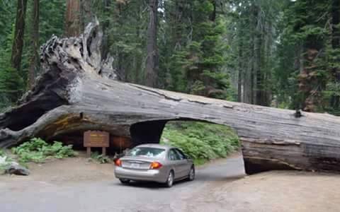 Terowongan-terowongan ini terbentuk dari pohon tumbang, keren!