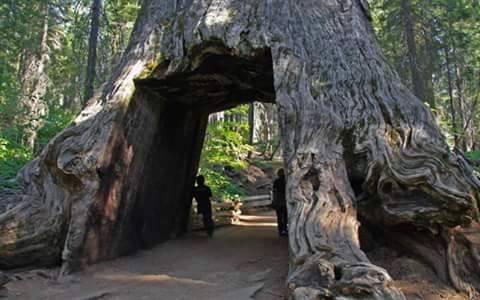 Terowongan-terowongan ini terbentuk dari pohon tumbang, keren!