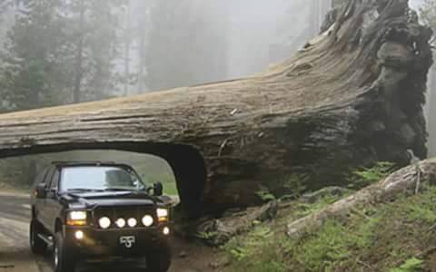 Terowongan-terowongan ini terbentuk dari pohon tumbang, keren!