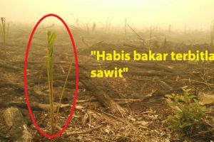Netizen marah, lahan bekas kebakaran sudah ditanami kelapa sawit