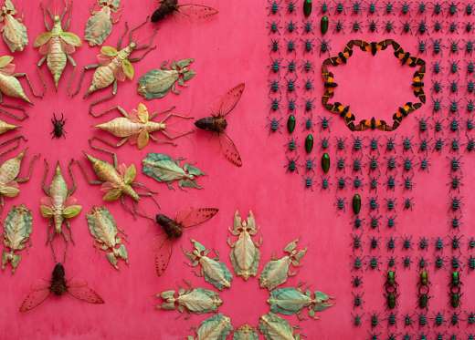 Kagum, serangga mati ini malah dijadikan wallpaper, kamu tertarik?