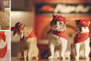 Sering makan, tapi belum tentu kamu tahu fakta unik Pizza Hut ini