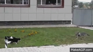 Perkelahian kucing vs anjing ini bakal membuatmu senyum-senyum sendiri