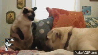 Perkelahian kucing vs anjing ini bakal membuatmu senyum-senyum sendiri