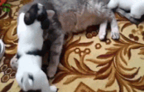 Perkelahian kucing vs anjing ini bakal membuatmu senyum-senyum sendiri