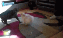 Perkelahian kucing vs anjing ini bakal membuatmu senyum-senyum sendiri