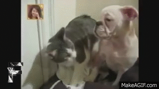 Perkelahian kucing vs anjing ini bakal membuatmu senyum-senyum sendiri